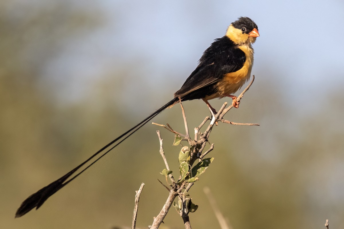 Shaft-tailed Whydah - Steve Potter