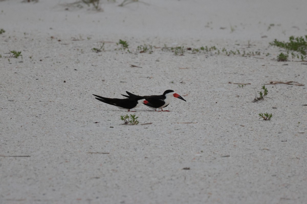 Black Skimmer - ML619834557