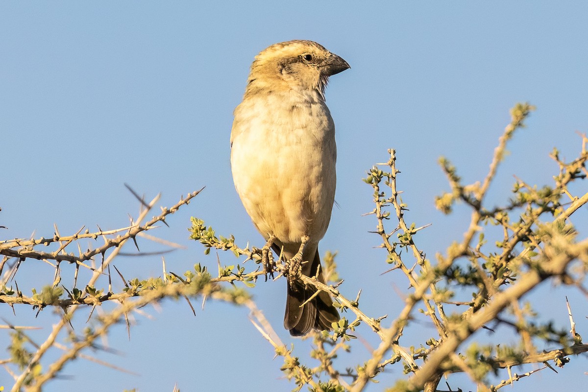 Great Rufous Sparrow - ML619834560