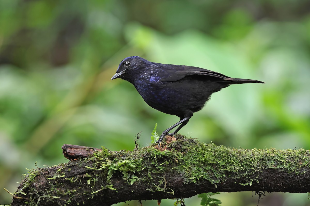 Shiny Whistling-Thrush - ML619834568