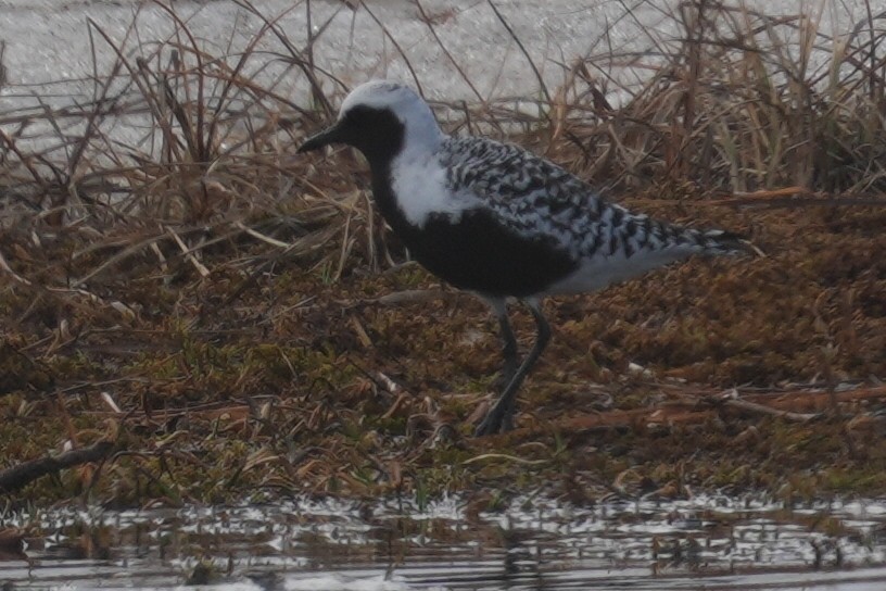 Black-bellied Plover - ML619834576