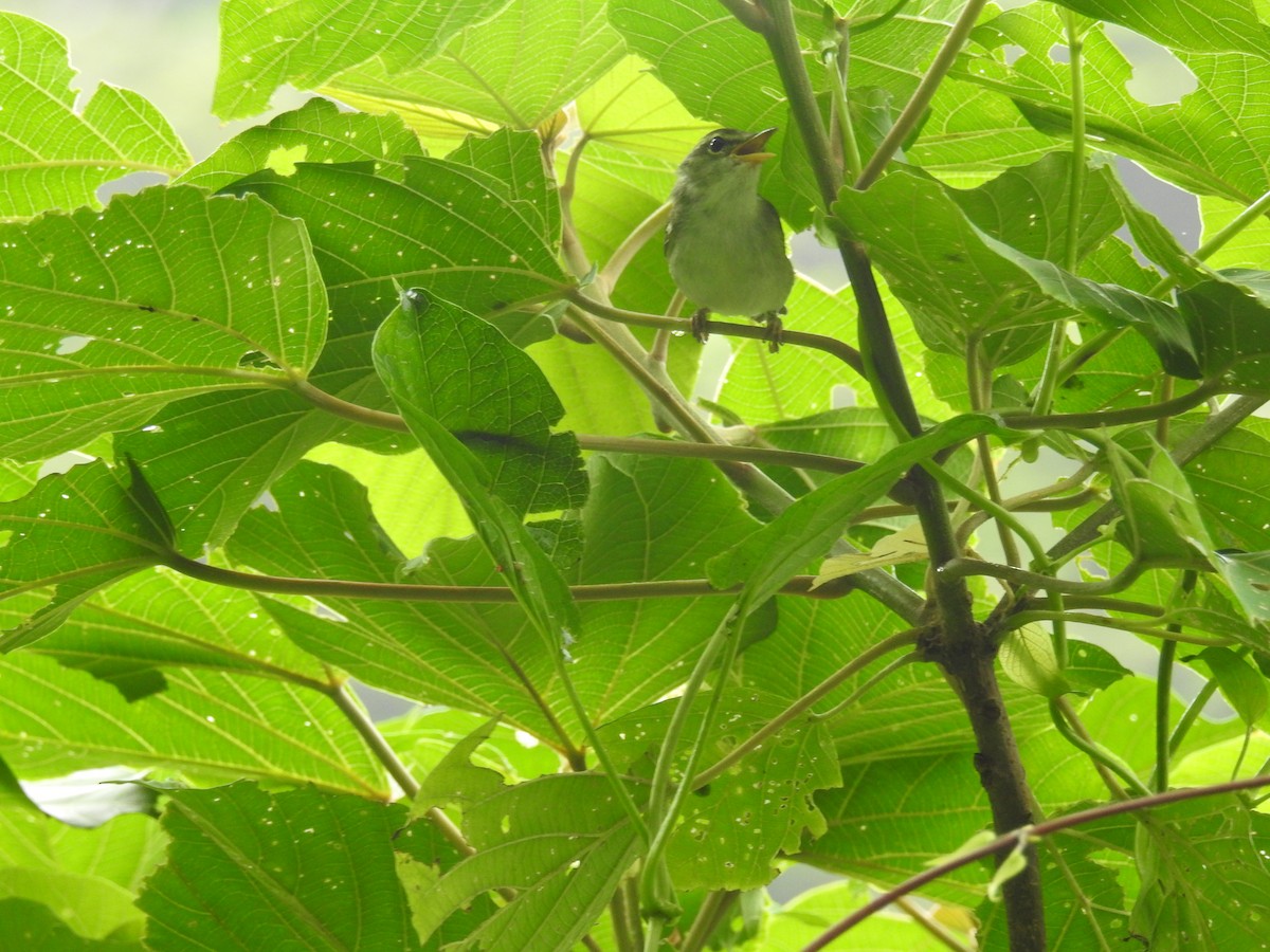 Ijima's Leaf Warbler - ML619834585
