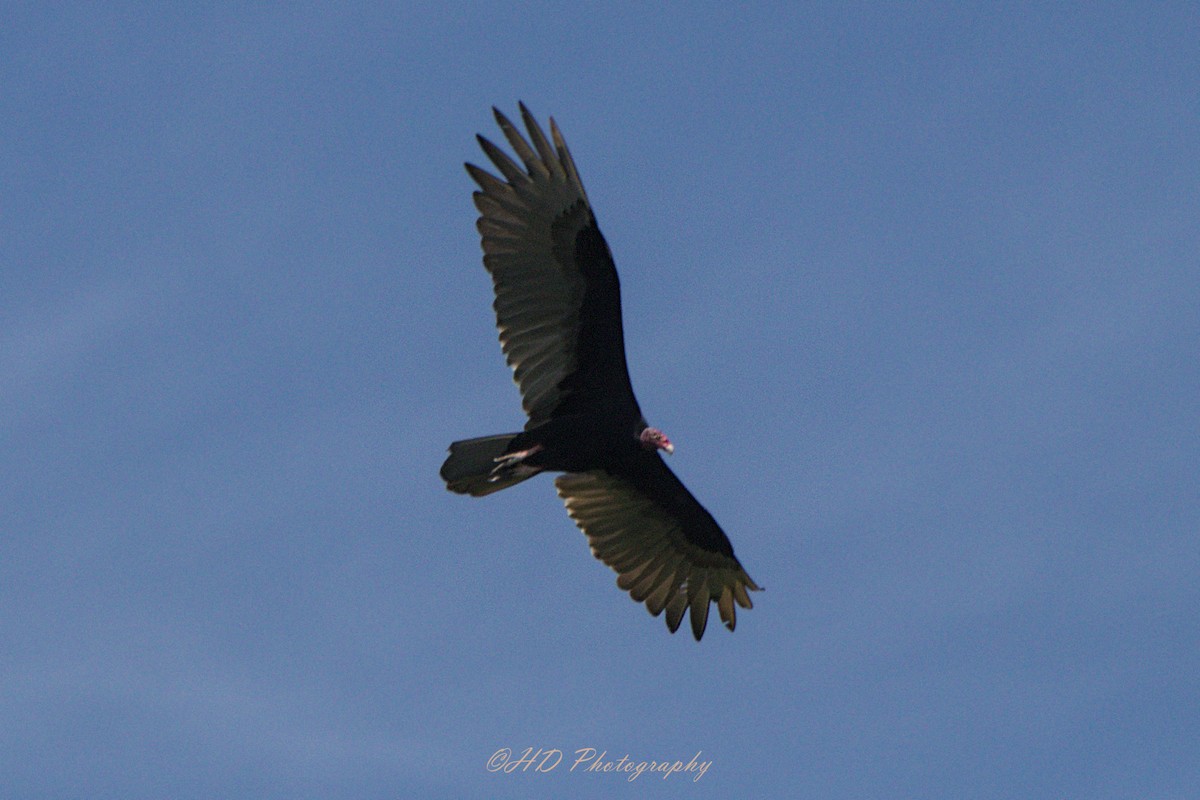 Turkey Vulture - ML619834613