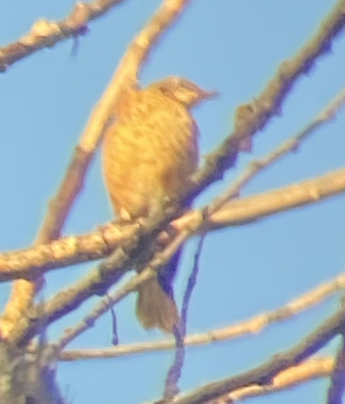 American Robin - ML619834626