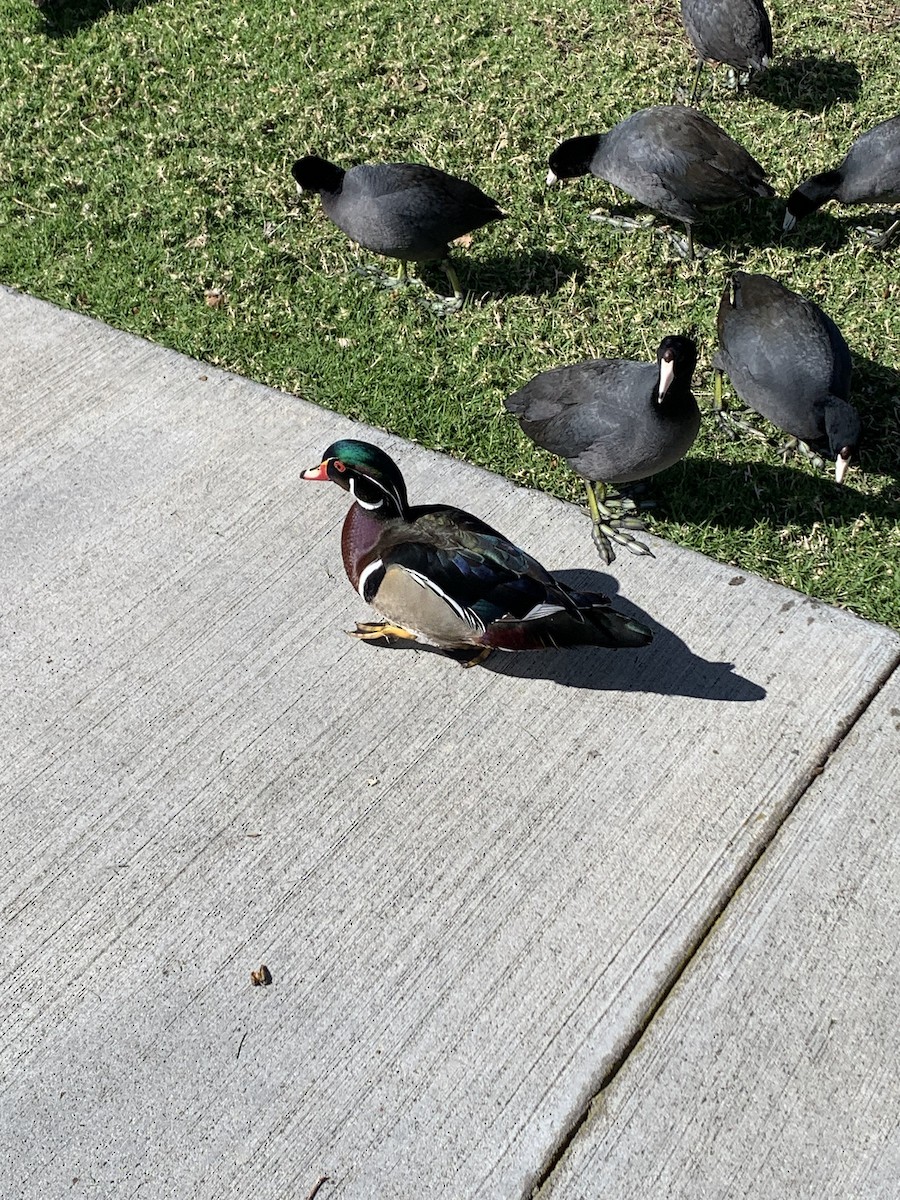 Wood Duck - ML619834639