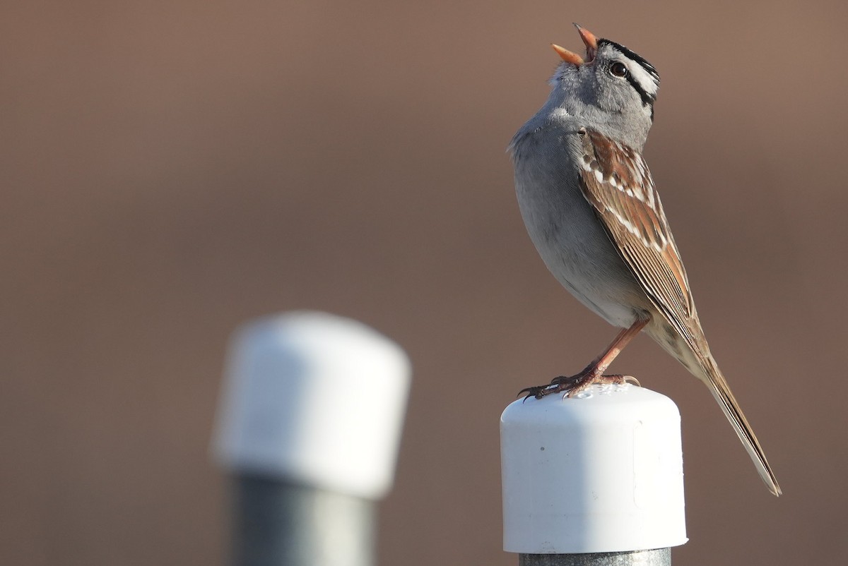 White-crowned Sparrow - ML619834652