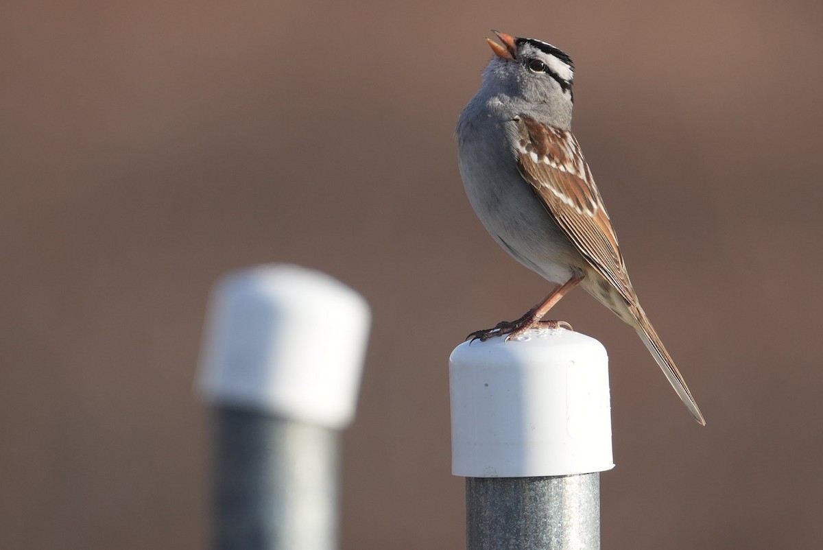 White-crowned Sparrow - ML619834653