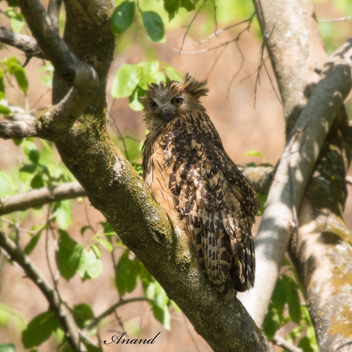 Tawny Fish-Owl - ML619834656