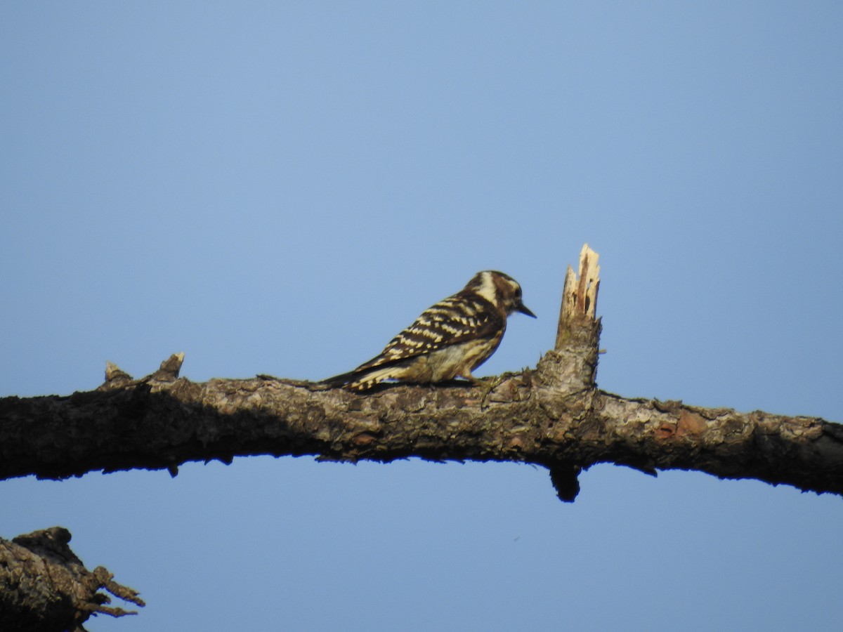 Japanese Pygmy Woodpecker - ML619834665