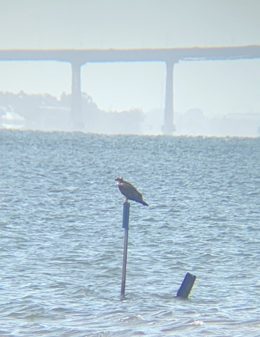 Balbuzard pêcheur - ML619834669