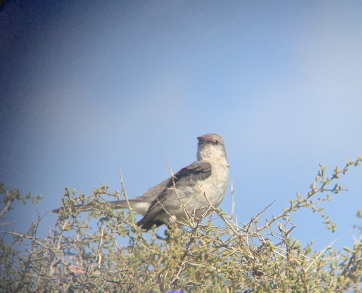 Northern Mockingbird - ML619834673