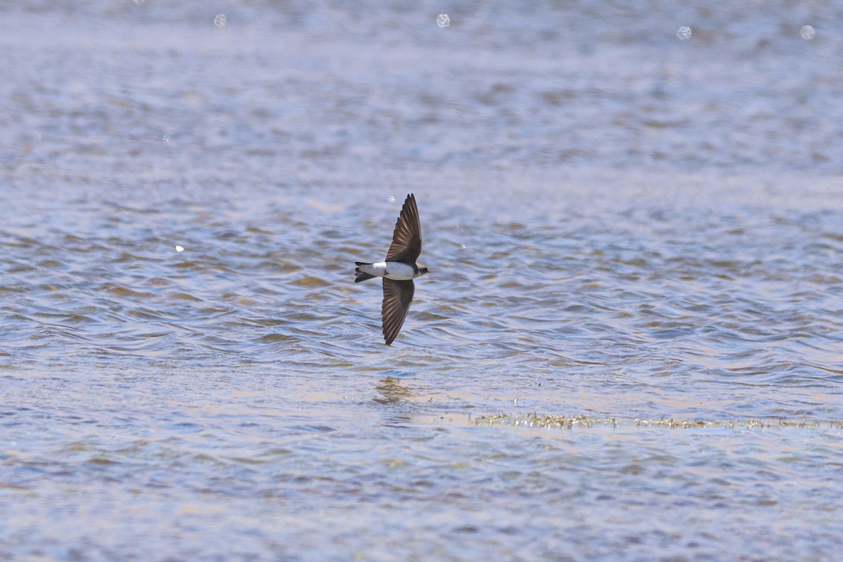 Bank Swallow - ML619834692