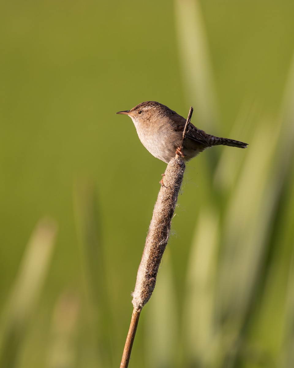 Marsh Wren - ML619834694