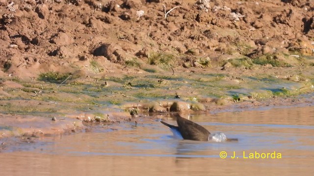 Common Sandpiper - ML619834706