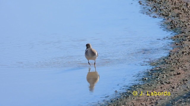 Common Sandpiper - ML619834707