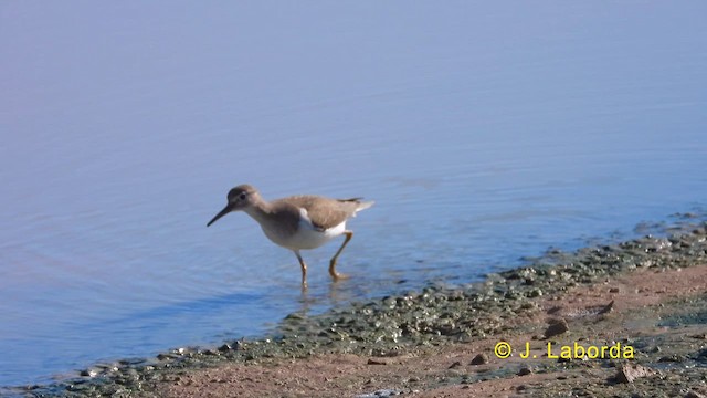 Common Sandpiper - ML619834708