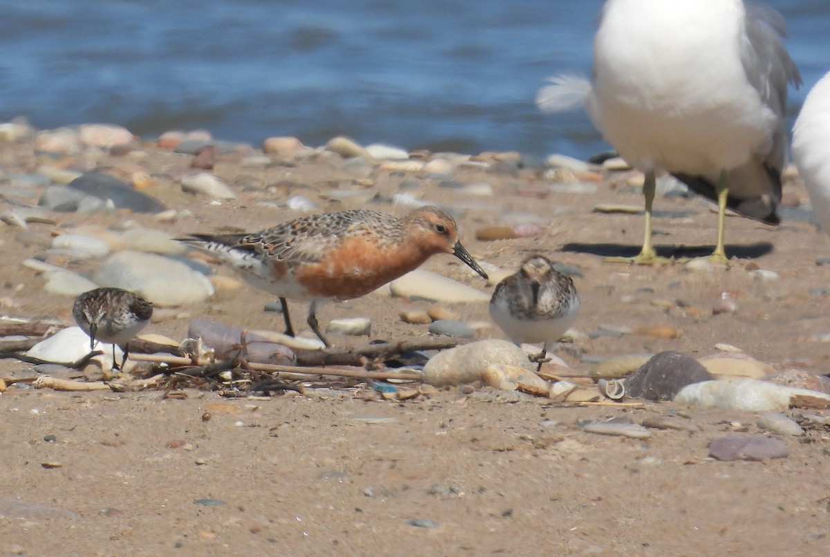 Red Knot - ML619834712