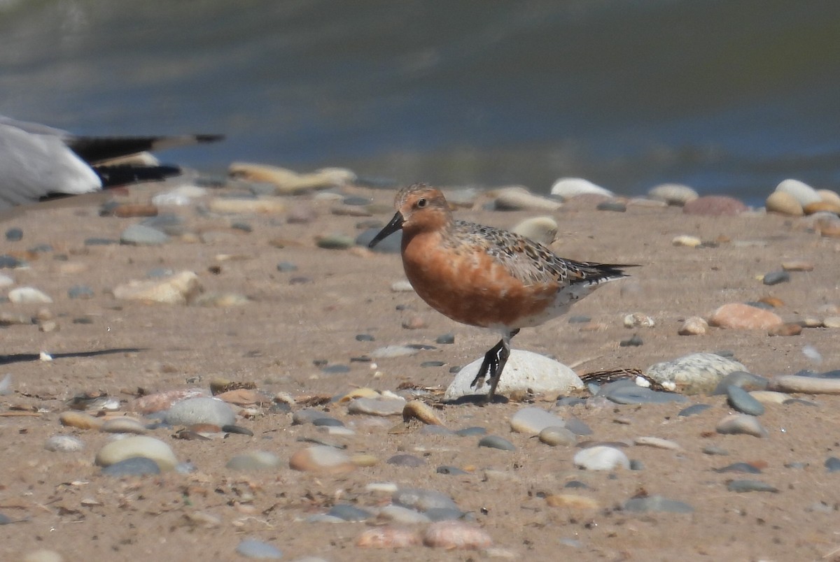 Red Knot - ML619834713