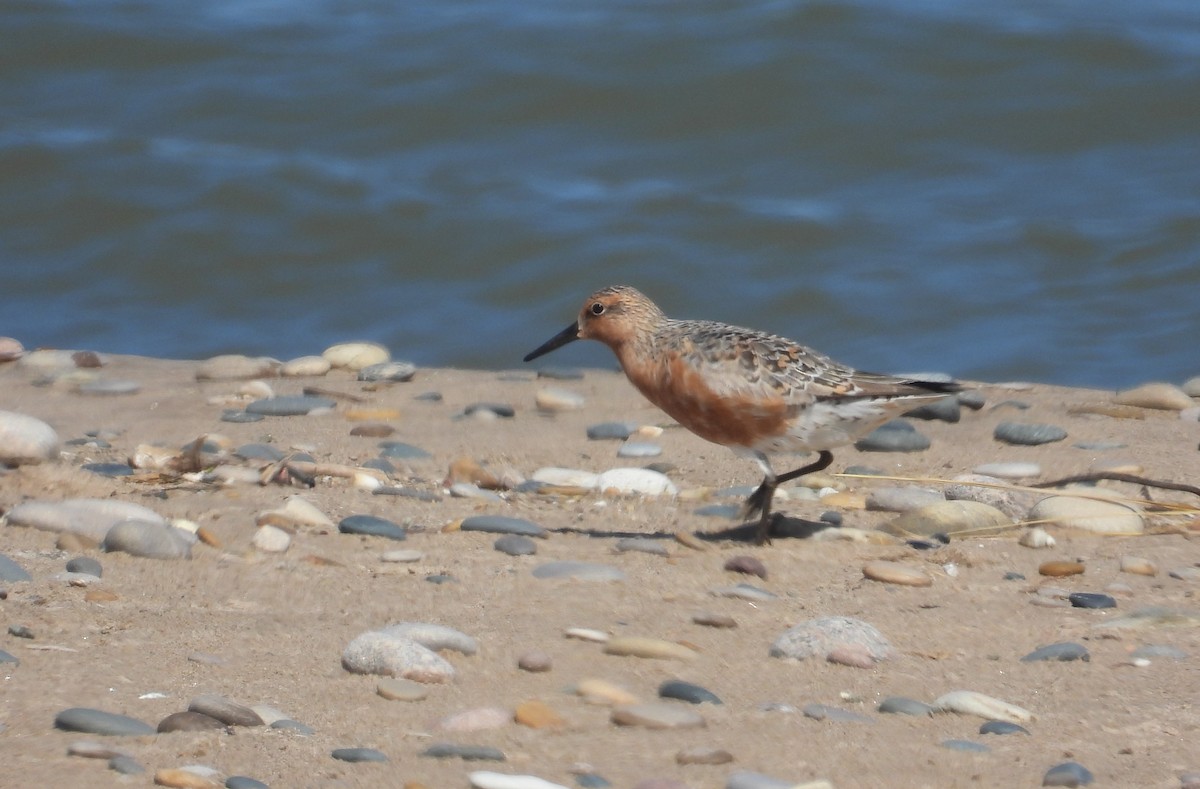 Red Knot - ML619834714