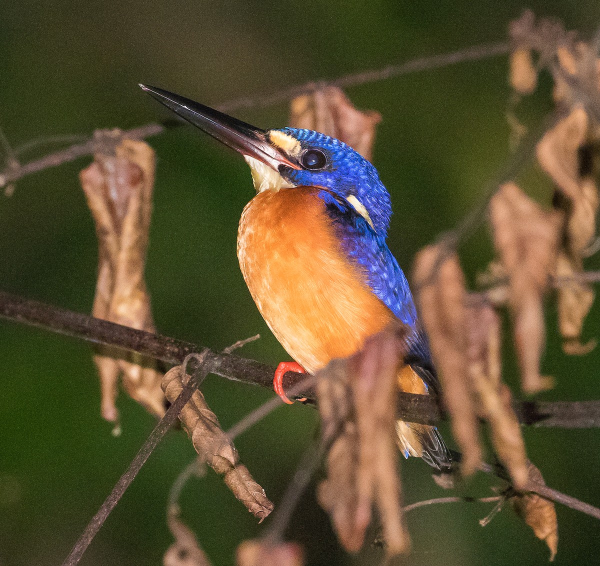 Blue-eared Kingfisher - ML619834720