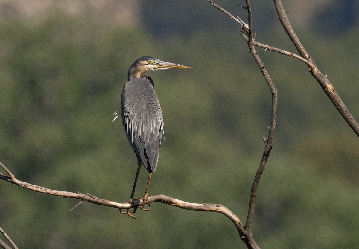 Gray/Purple Heron - ML619834737