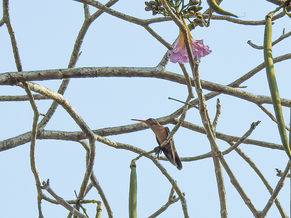kolibřík ryšavý - ML619834741