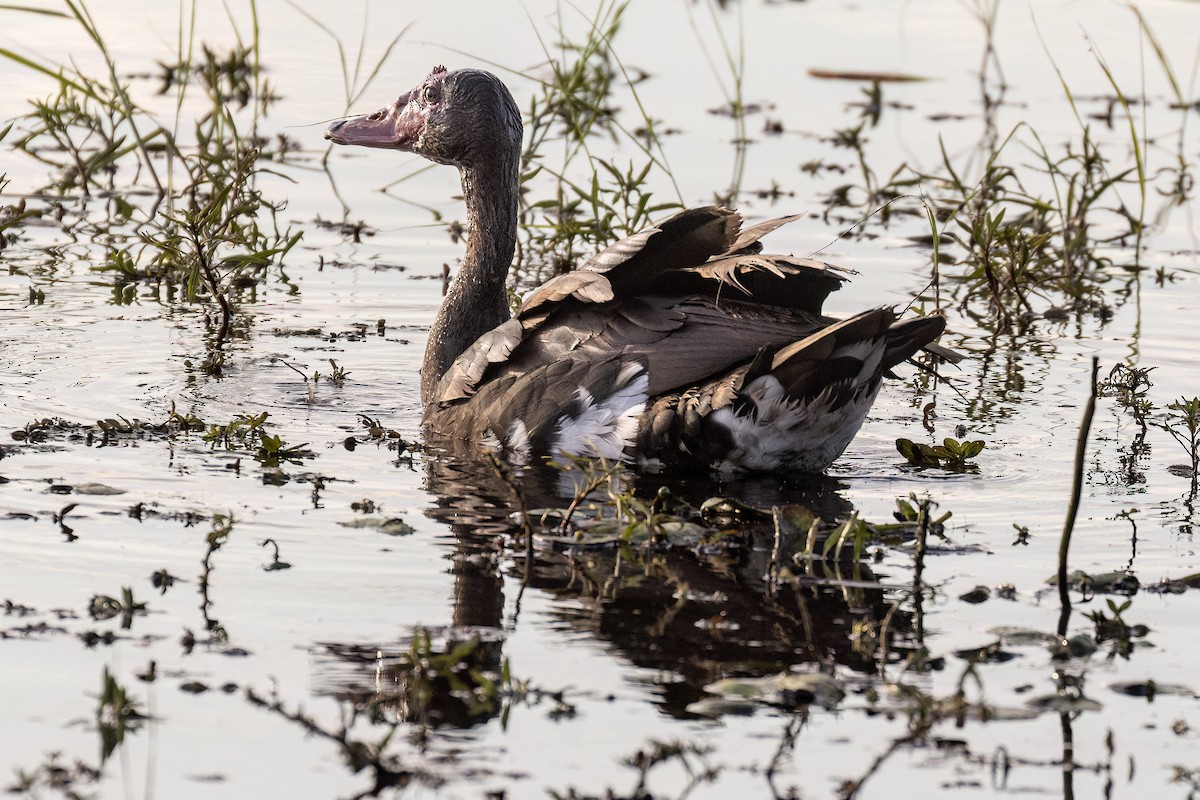 Spur-winged Goose - ML619834746