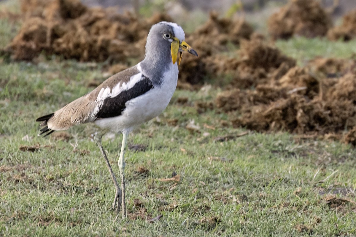 White-crowned Lapwing - ML619834747