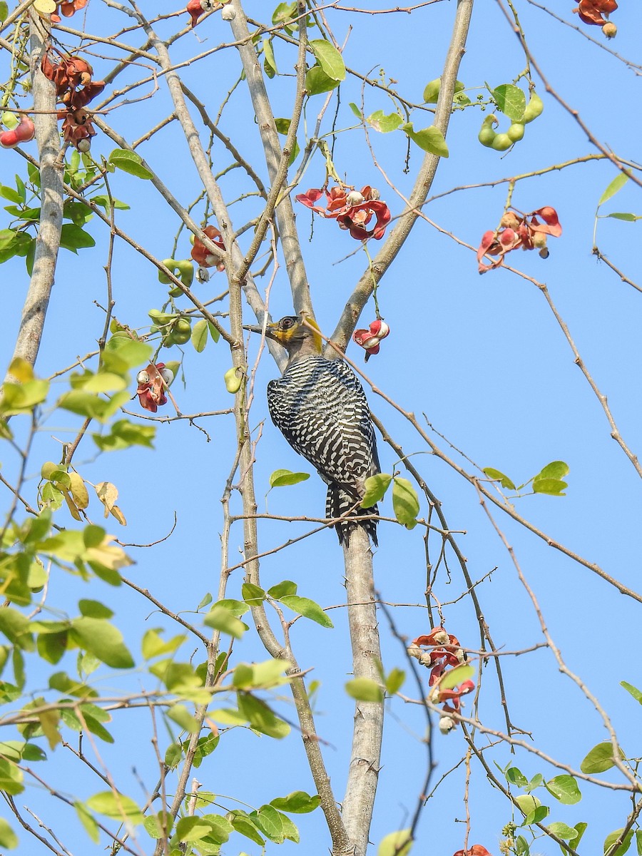 Golden-cheeked Woodpecker - ML619834752