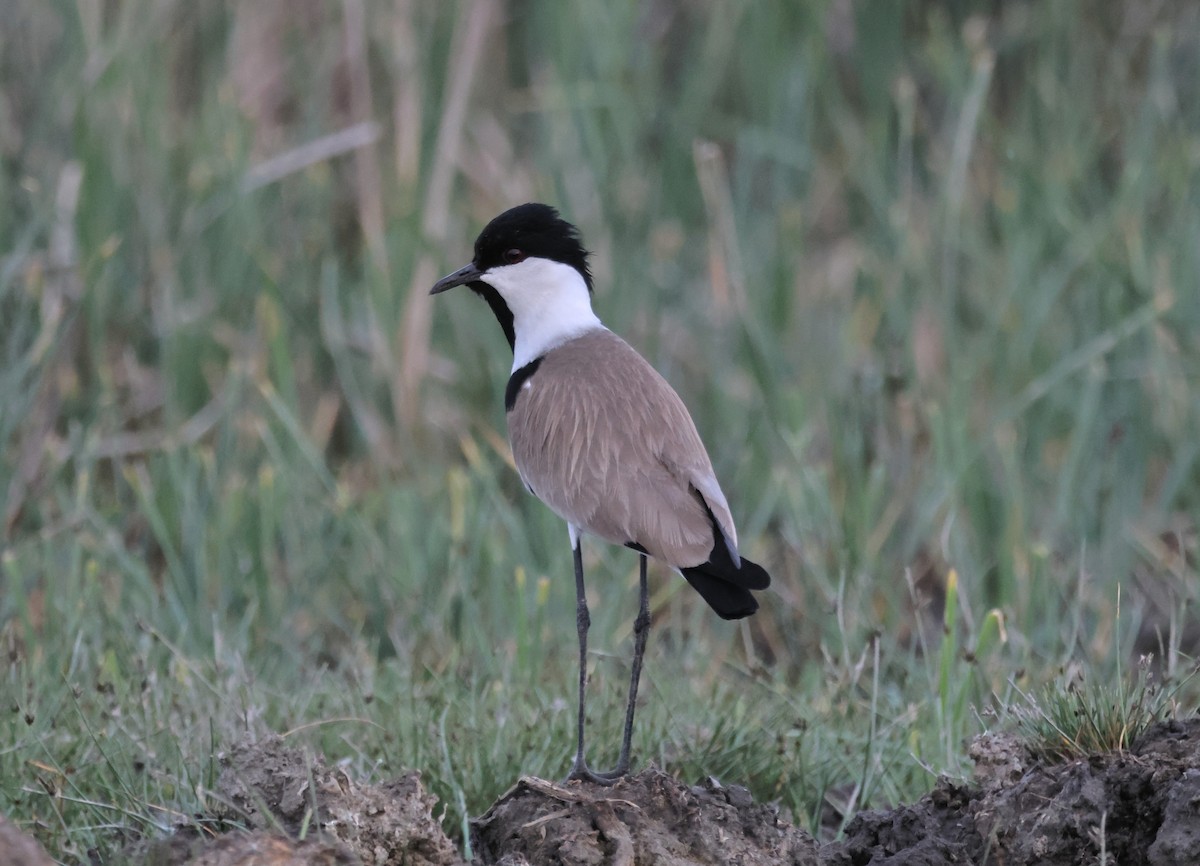 Spur-winged Lapwing - ML619834767