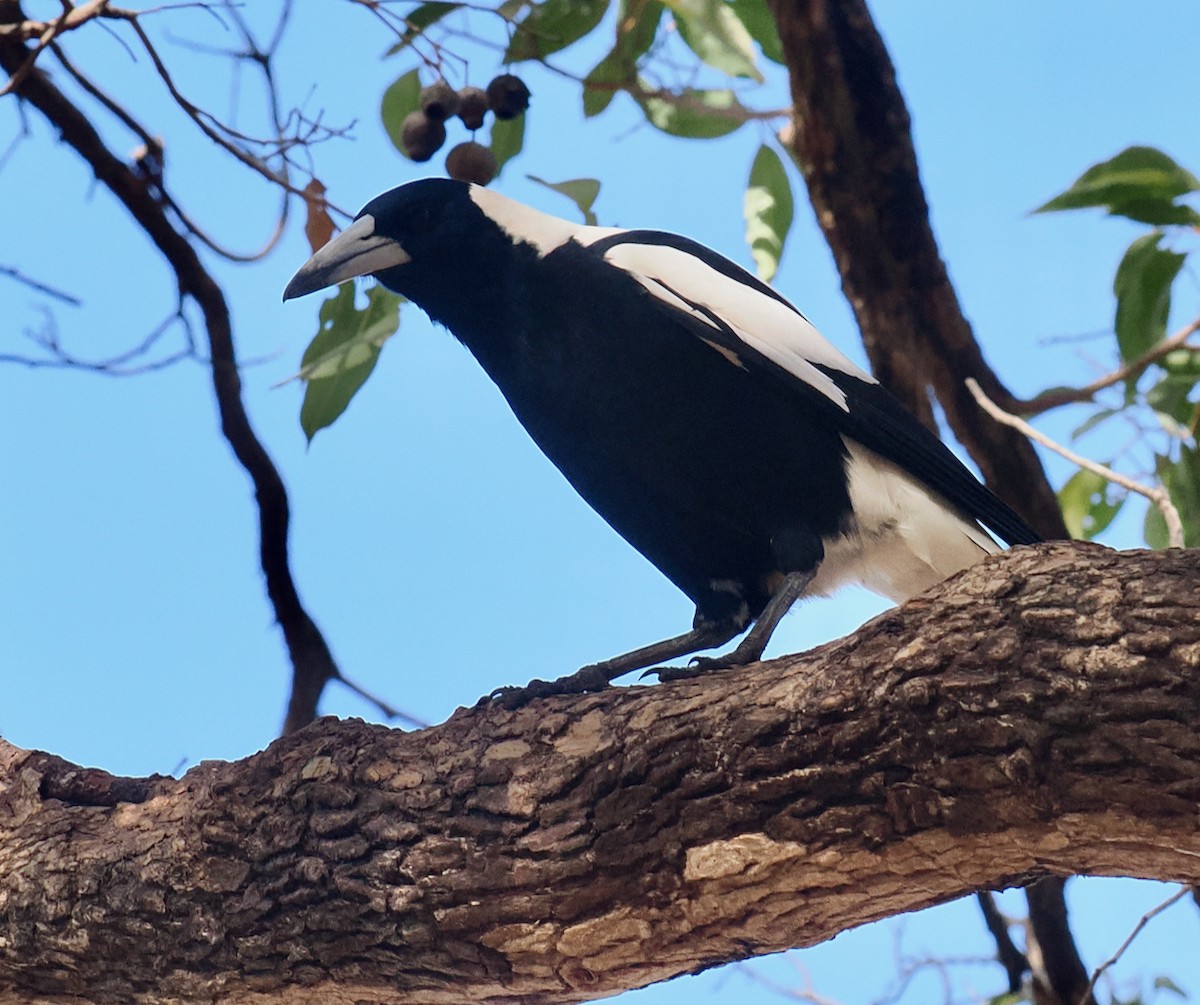 Australian Magpie (Western) - ML619834776