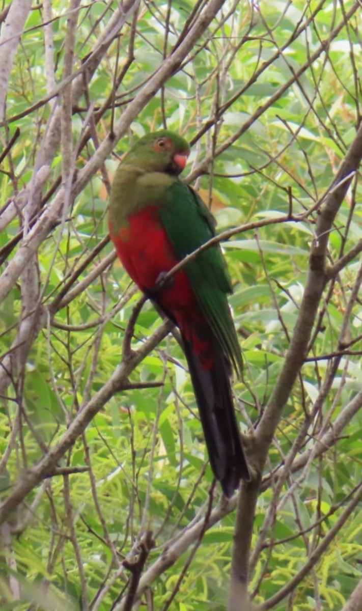 Australian King-Parrot - ML619834778