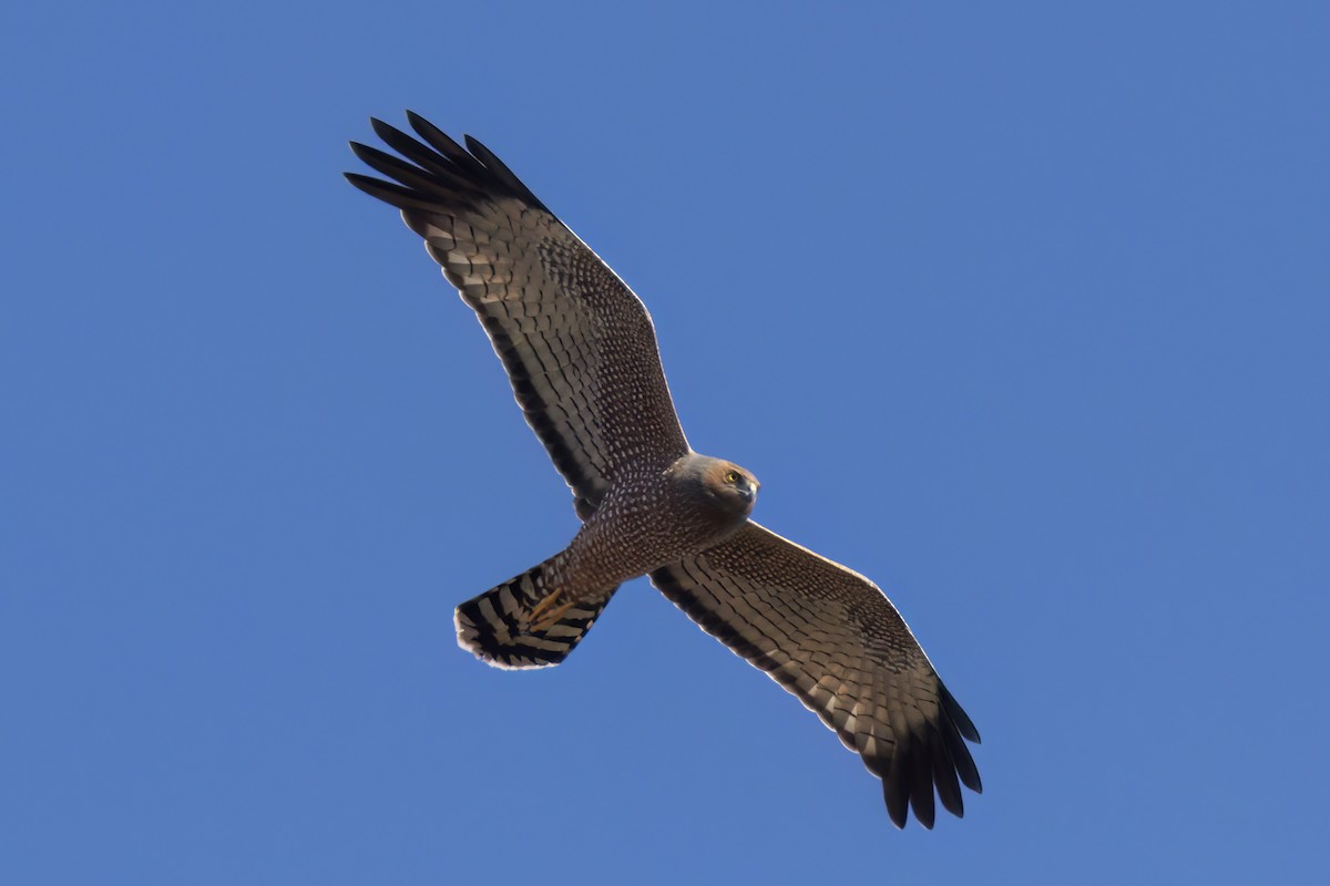 Spotted Harrier - ML619834783
