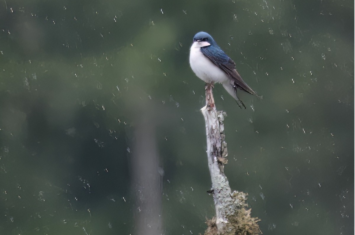 Tree Swallow - ML619834785