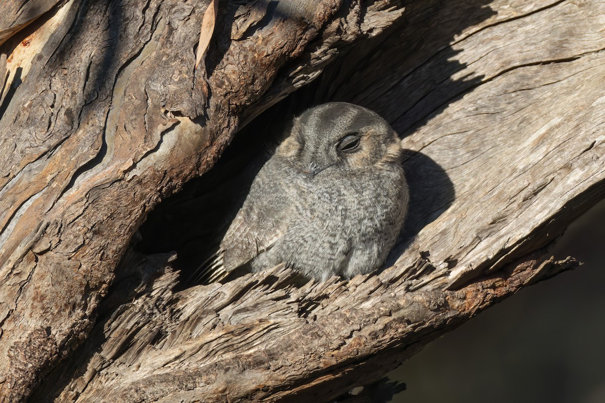 Australian Owlet-nightjar - ML619834786
