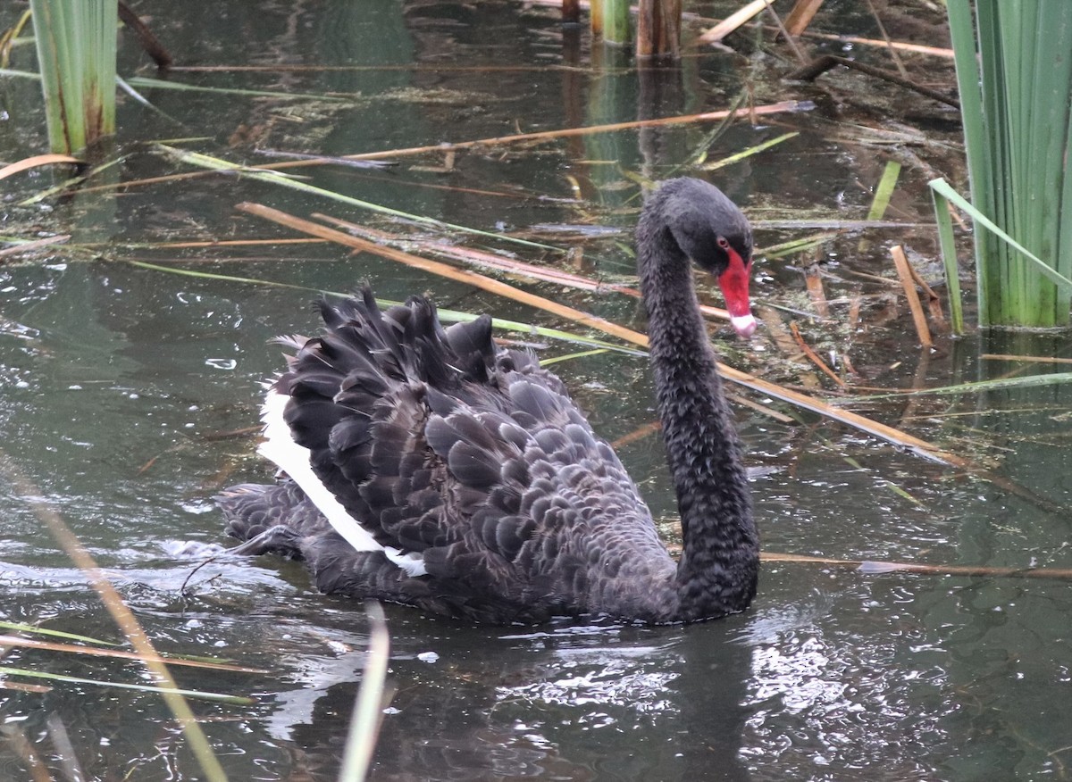 Cygne noir - ML619834788