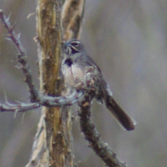 Five-striped Sparrow - ML619834794