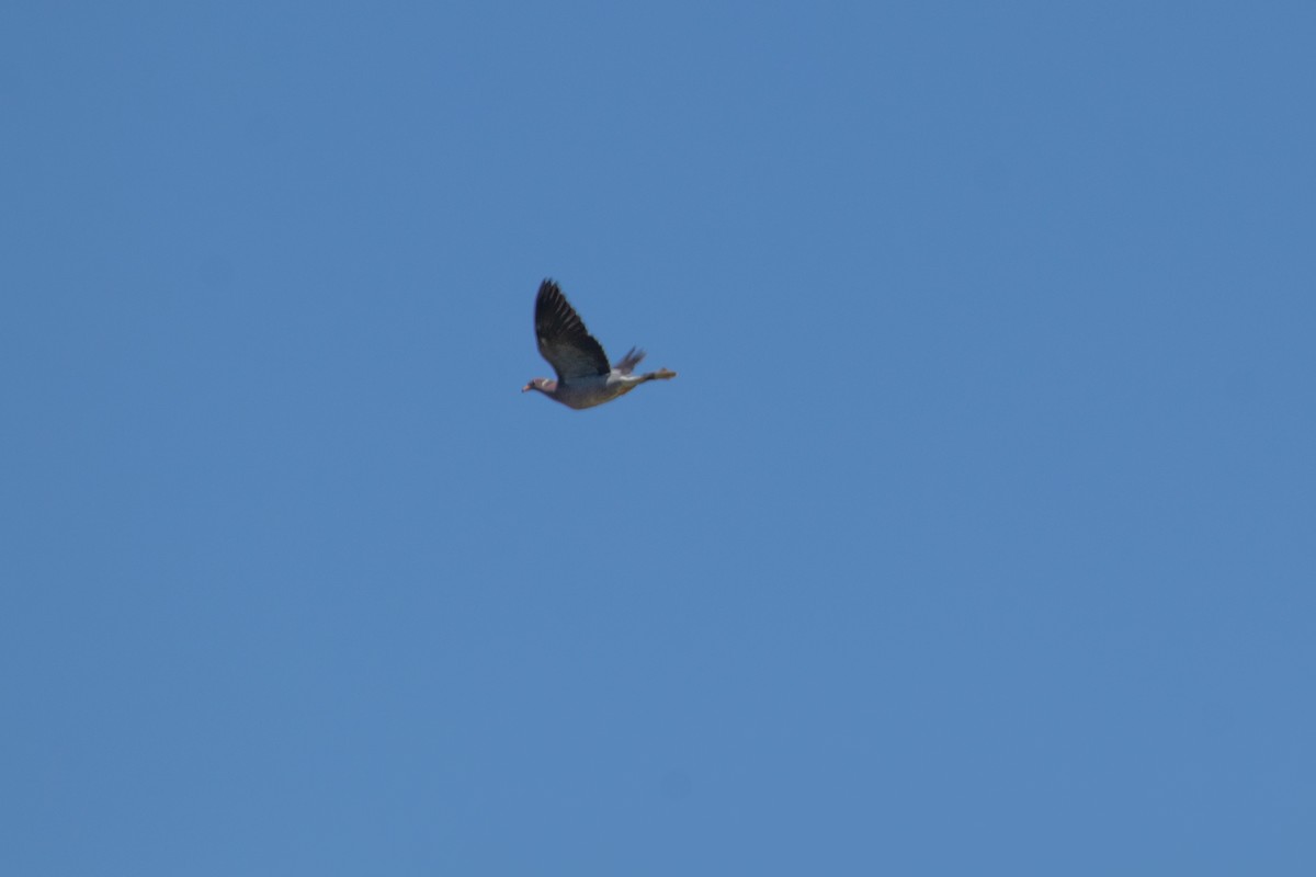 Полосатохвостый голубь - ML619834796