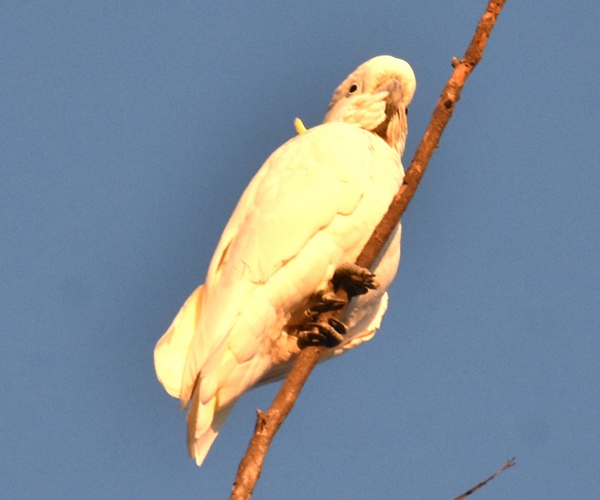 Sulphur-crested Cockatoo - ML619834809