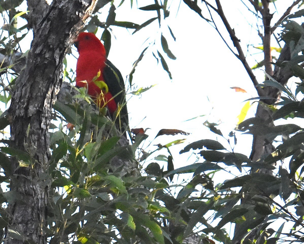 Australian King-Parrot - ML619834813