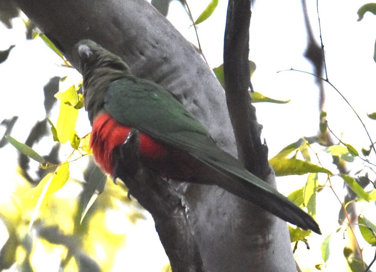 Avustralya Kral Papağanı - ML619834816