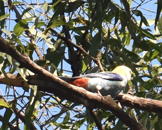 Pale-headed Rosella - ML619834817