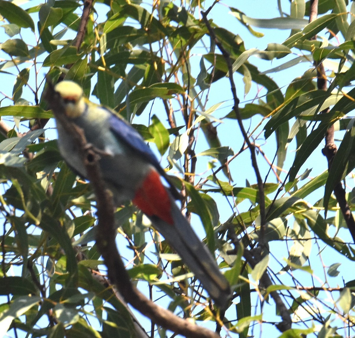 Perico Pálido - ML619834818