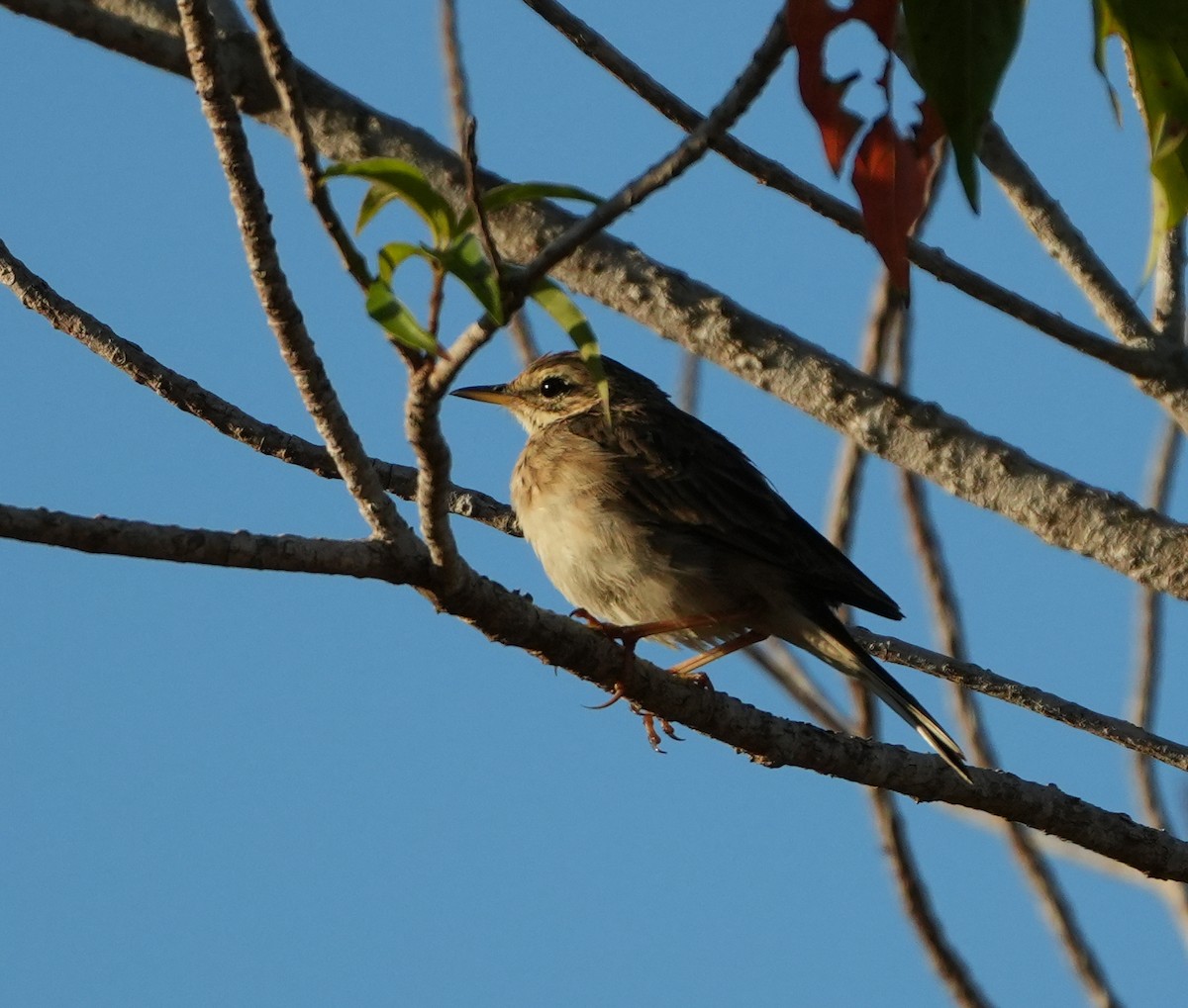 Paddyfield Pipit - ML619834840