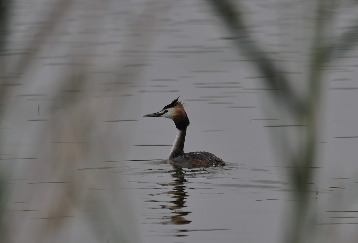 Great Crested Grebe - ML619834851