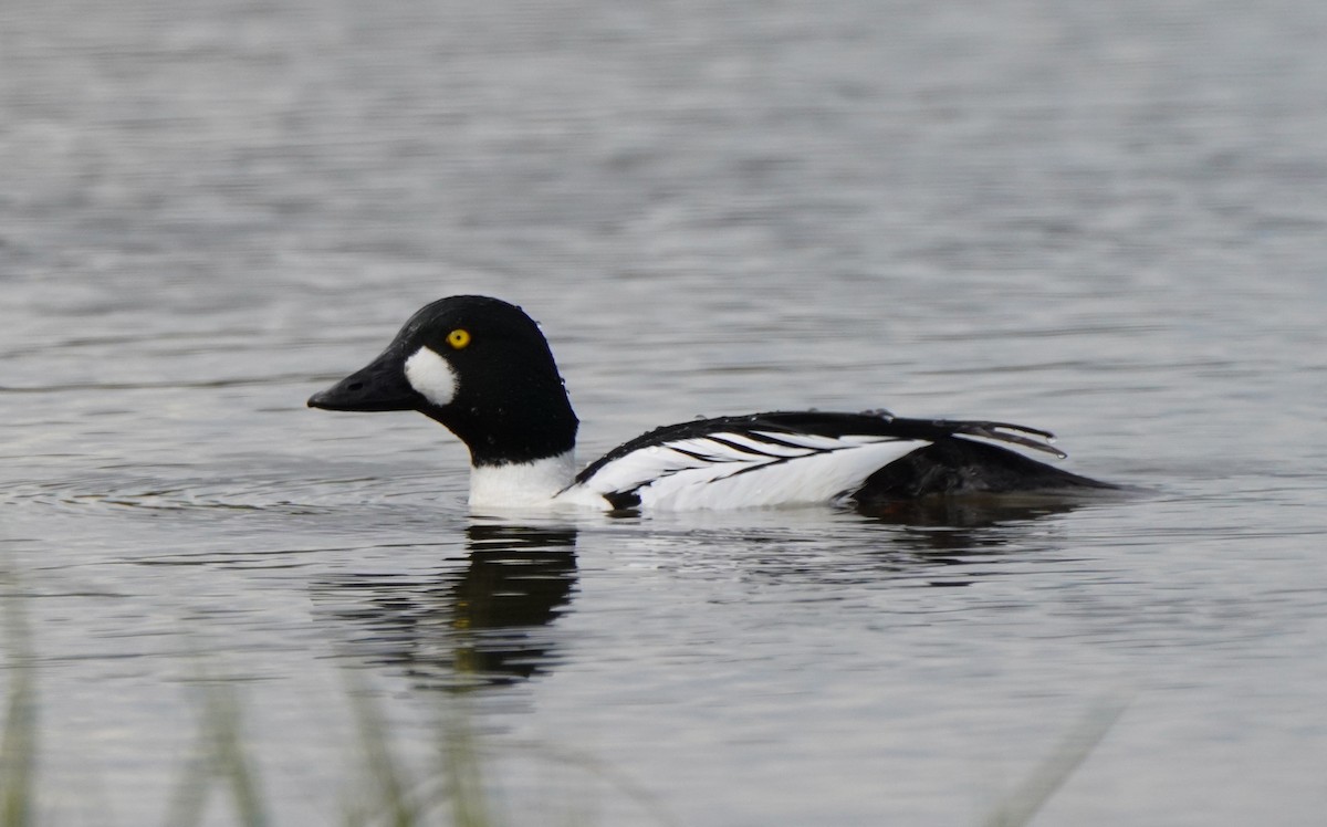 Common Goldeneye - Guillem De los Santos Pérez