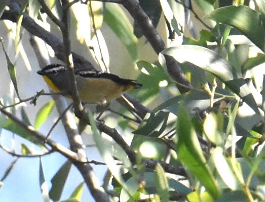Spotted Pardalote - ML619834864