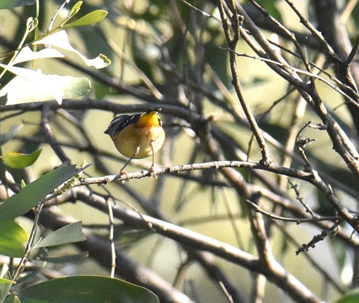 Spotted Pardalote - ML619834865