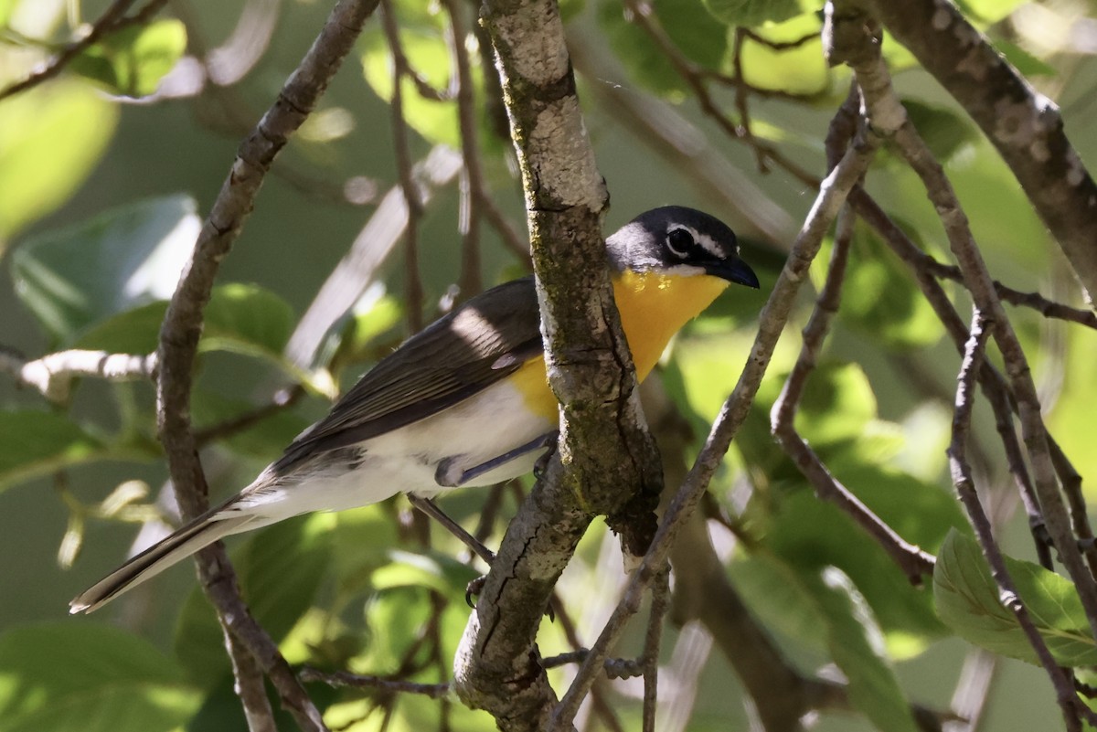 Yellow-breasted Chat - ML619834879