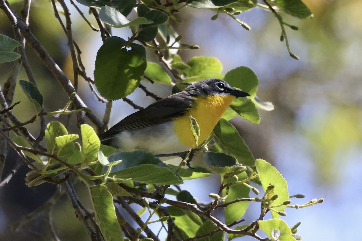 Yellow-breasted Chat - ML619834880
